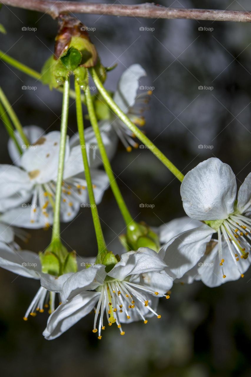 Branch of cherry blossoms during the rain.