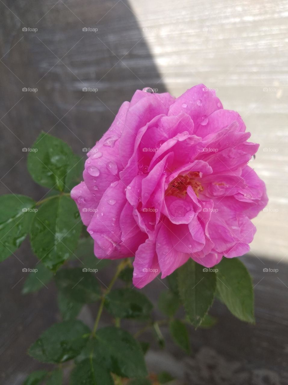 rose flower pink colour looks very beautiful generally found everywhere fresh seasonal
