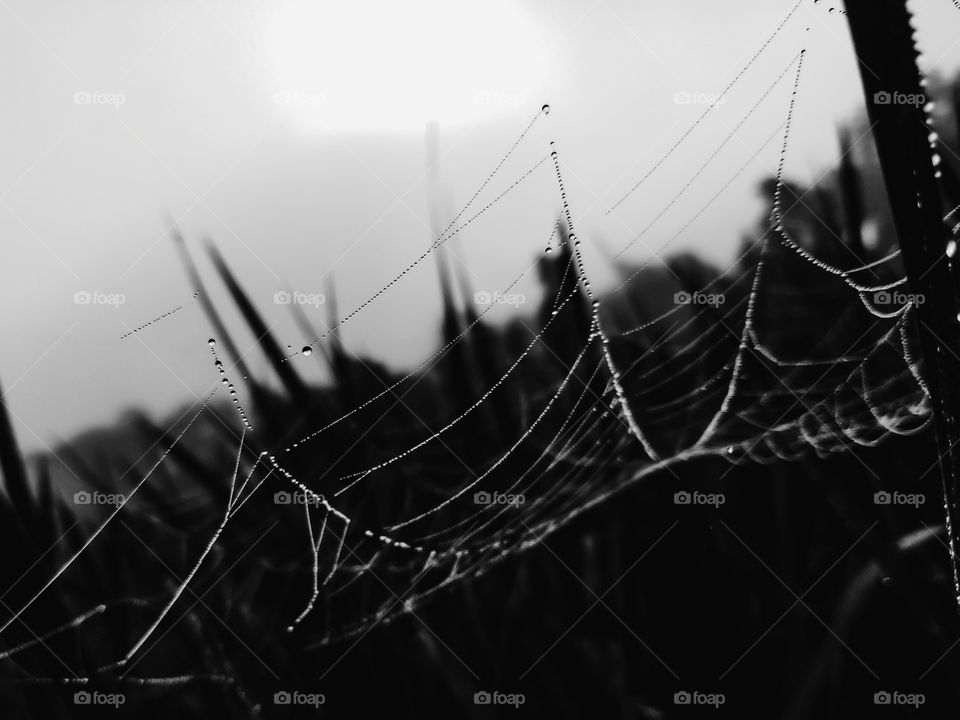 Water droplets on the spider web