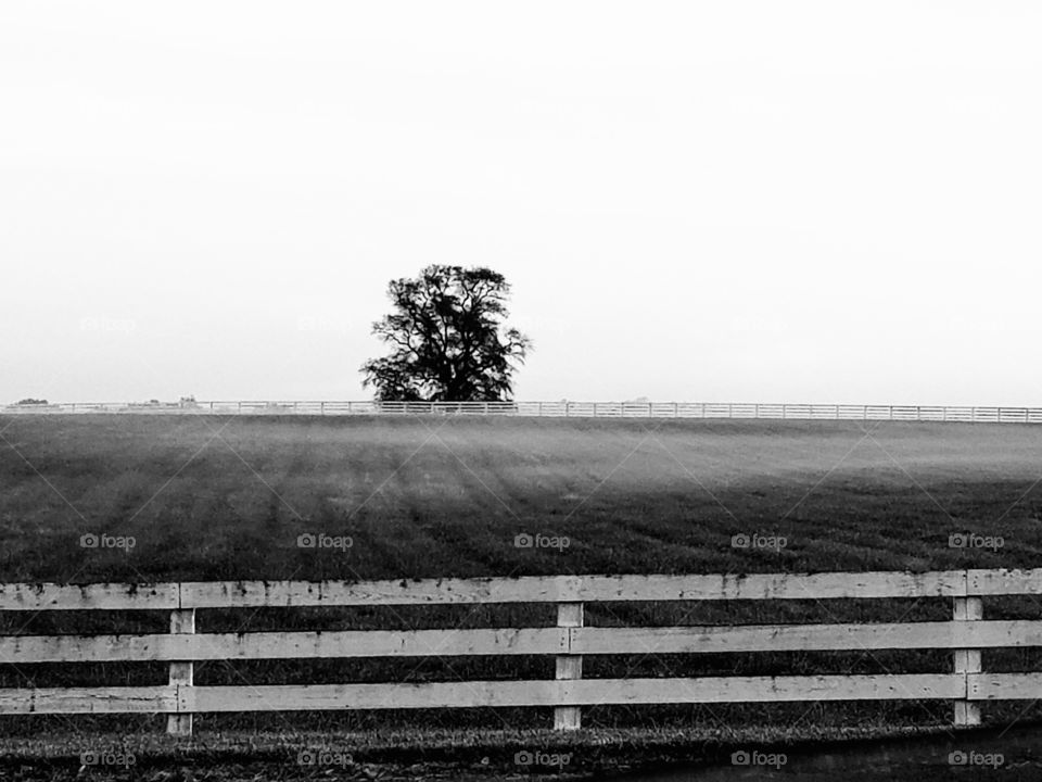 Tree in Field