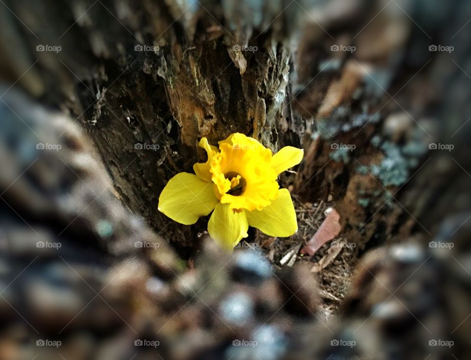 Daffidil in a log