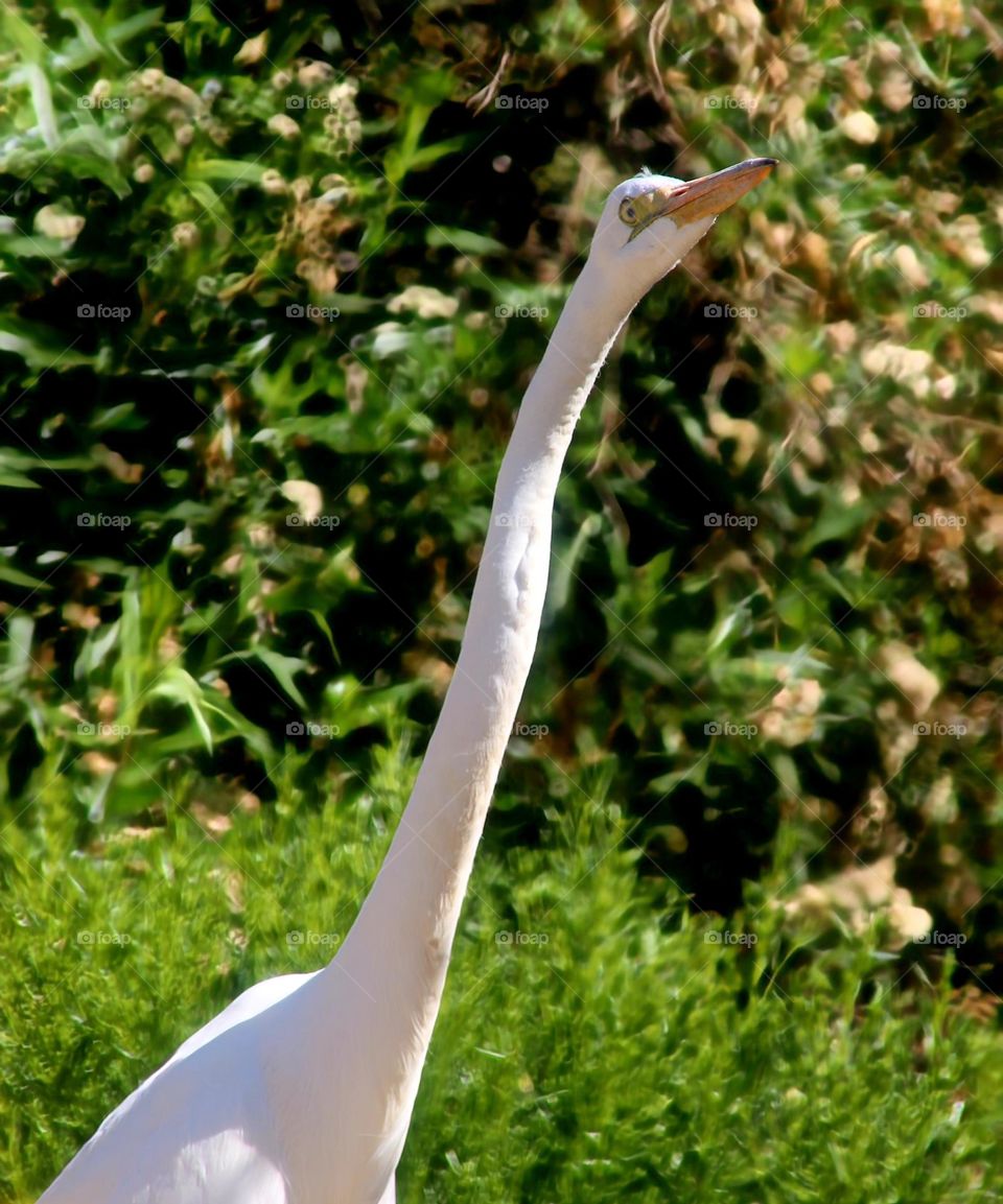 White Egret Staring at Camera
