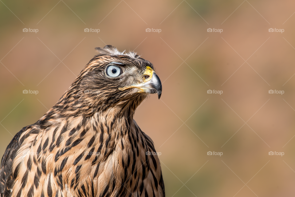 Close-up of the eagle