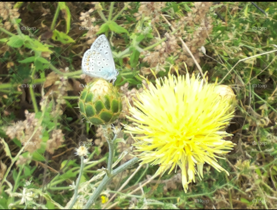 Little blu butterfly on a flower