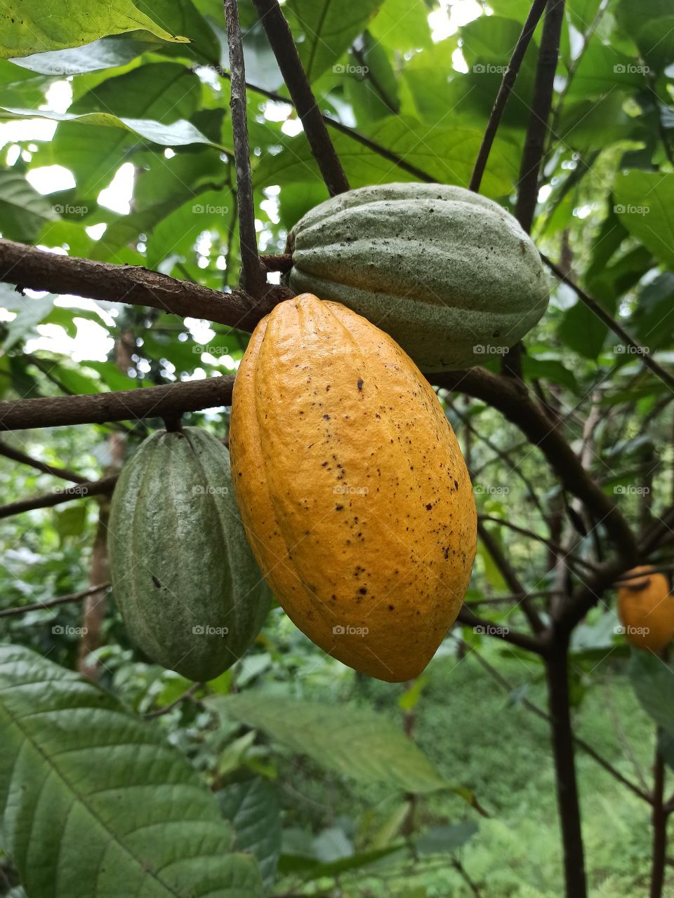 Cocoa It comes from the hilly areas of Kerala.  It is used to make chocolate.