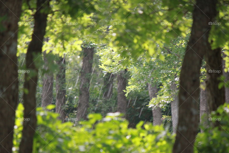 Raining in the Trees