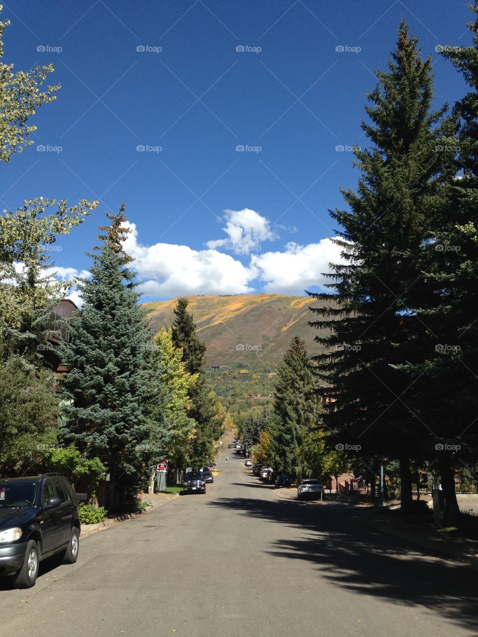 Mountain scene. Mountain scene with trees