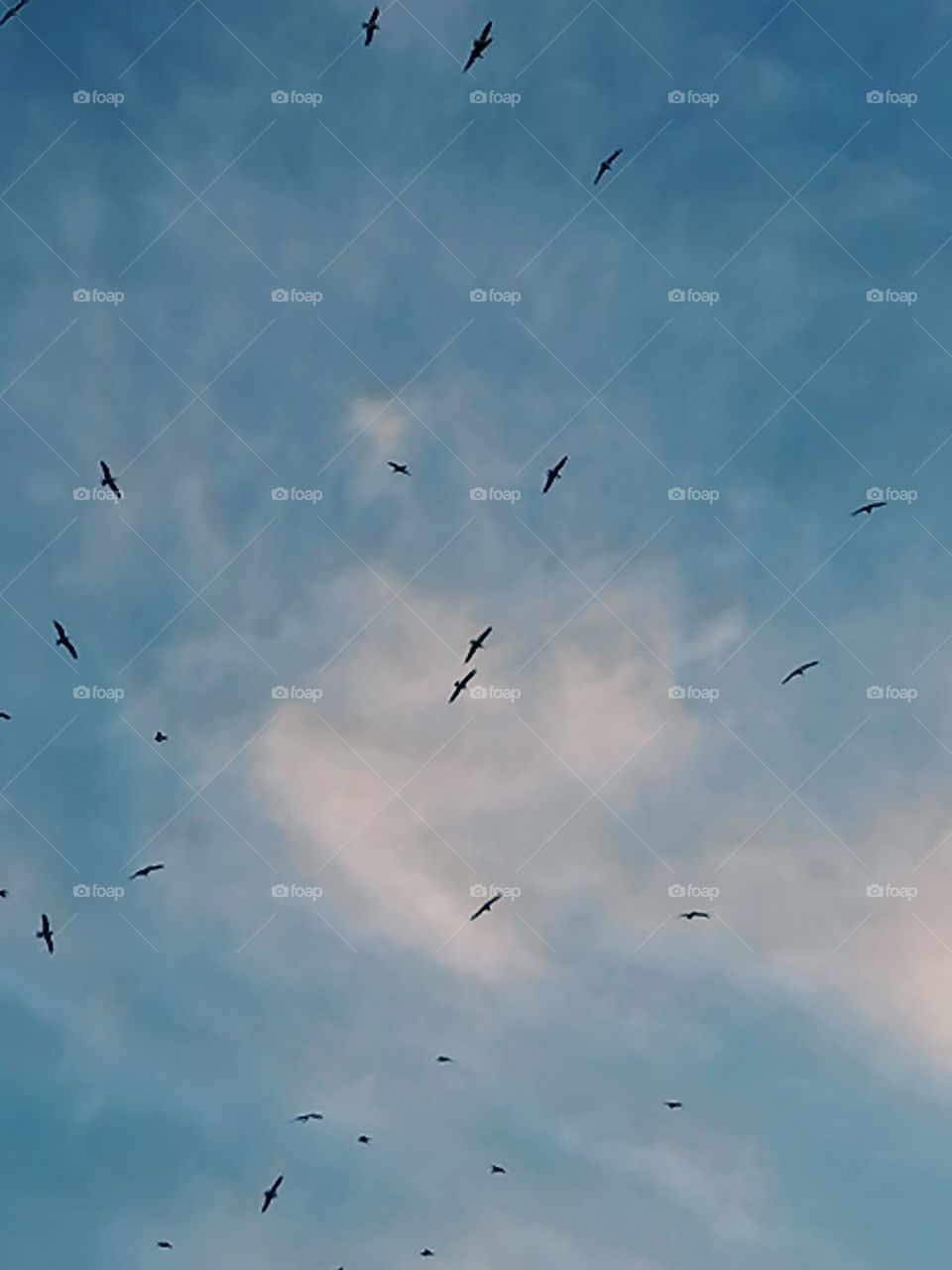 Birds in the sky