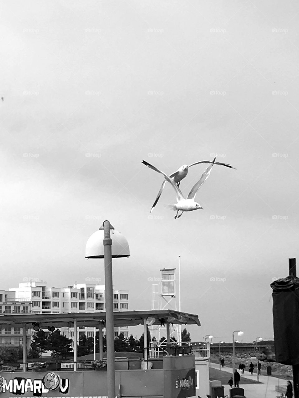 Seagulls leaving the lamp 