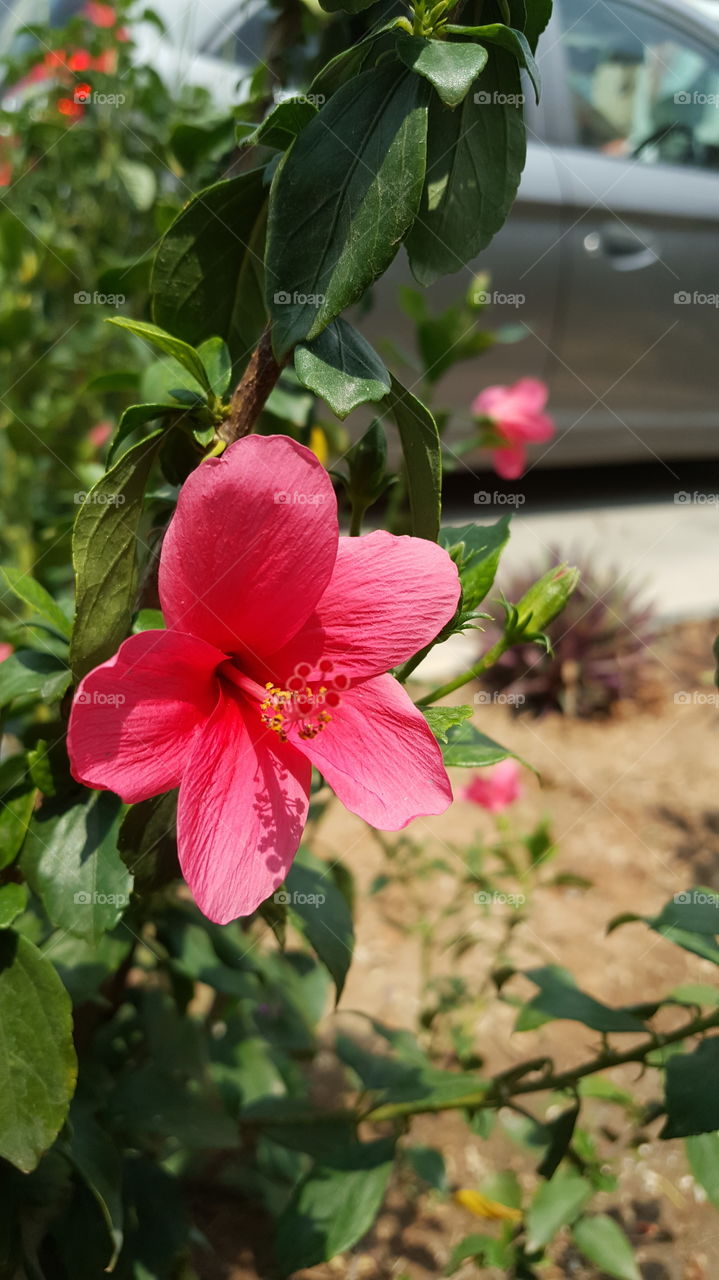 #flower #floral #nature #hibiscus #shrub #blooming #redflower #outdoor