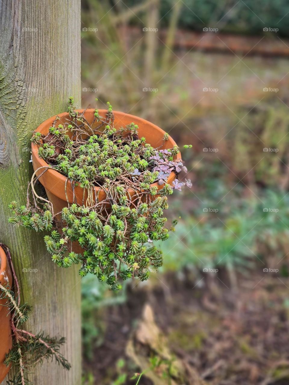 Succulent plant pot