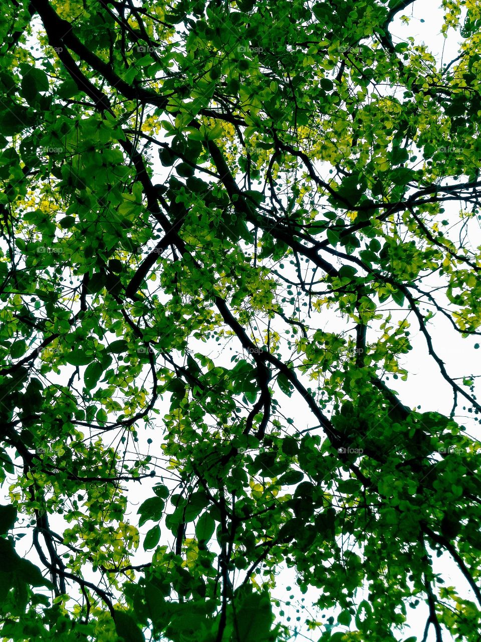 beautiful amaltas tree :-)