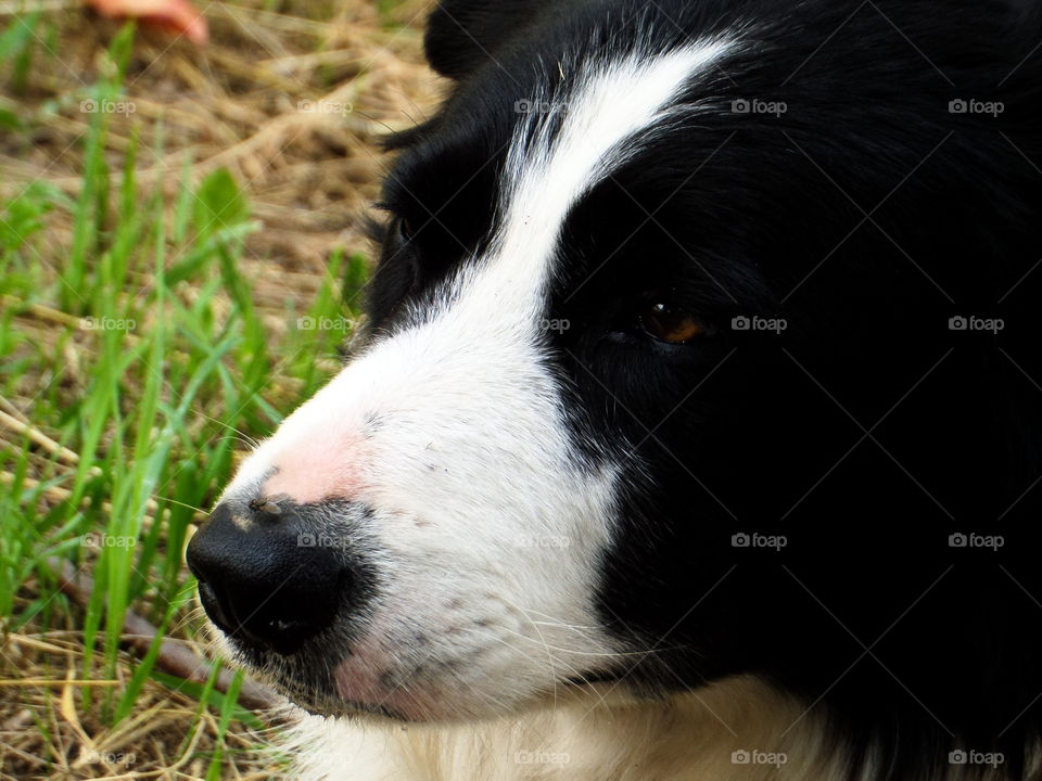 Border collie. Black white dog