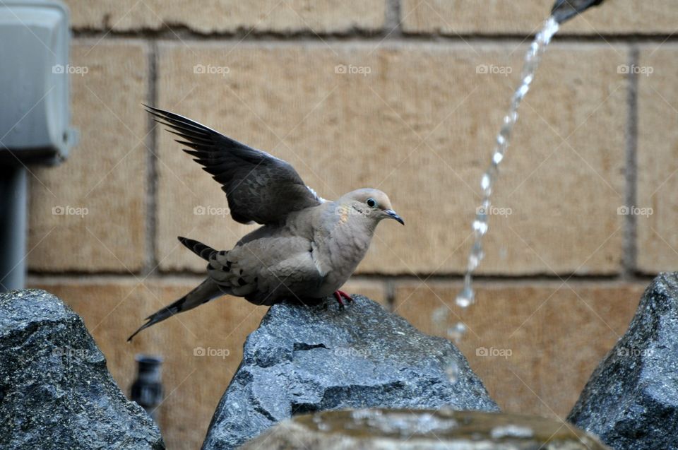 Dove stretching wings