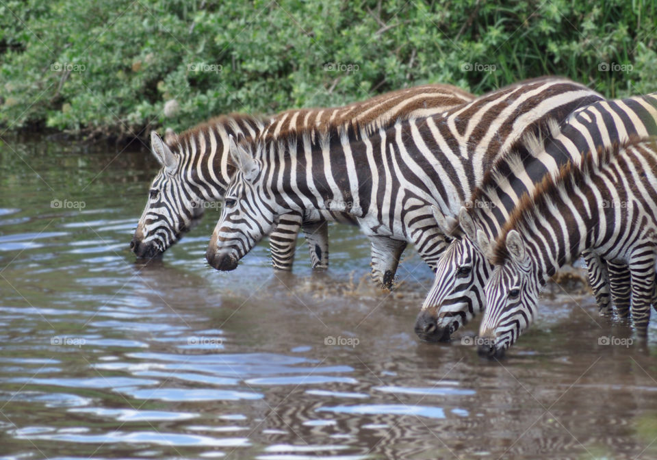 Zebras drinking water from the river