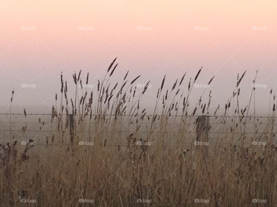 Misty Morning. Farmland morning 