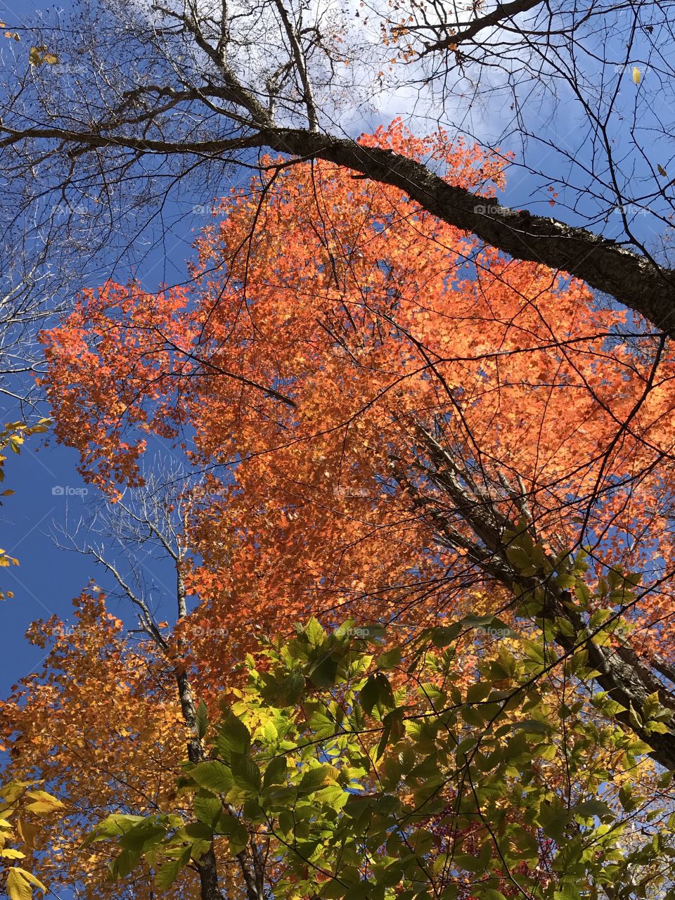 Autumn colors and blue blue sky
