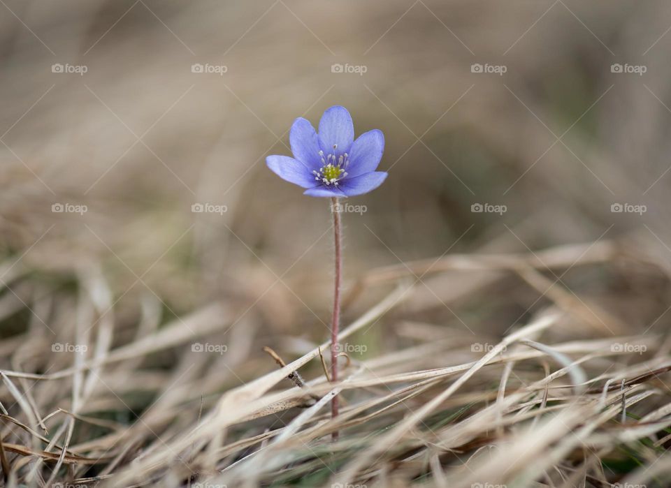 Flower Macro