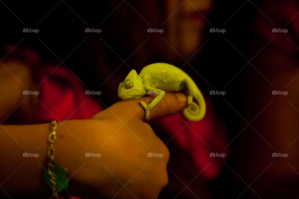 Pascal. Pascal the Chameleon 