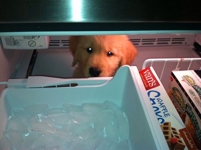 Puppy in freezer 