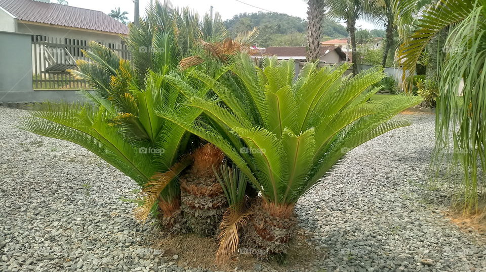 NATURE BOTANICAL PLANTS FLOWER GARDEN ENVIRONMENT