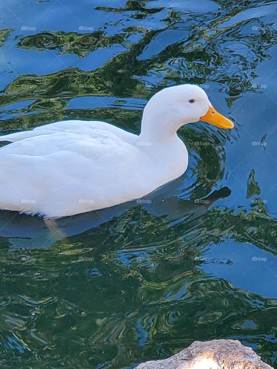 White Duck in the Water