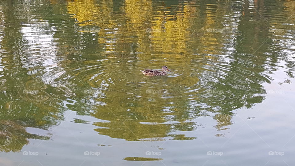 Duck in water