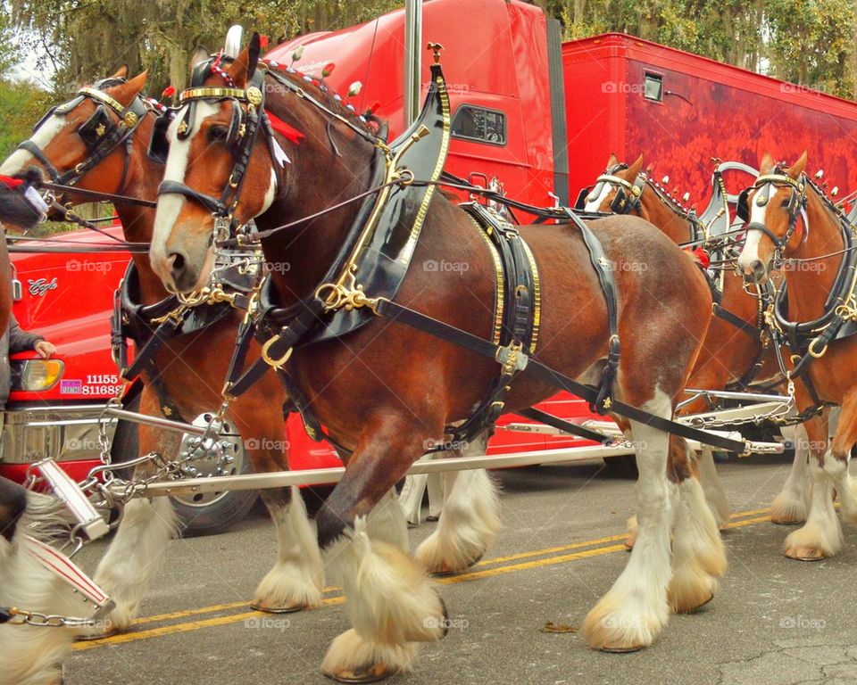 Clydesdale 