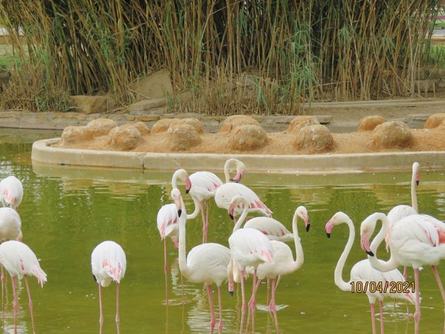 Flamingos 🦩