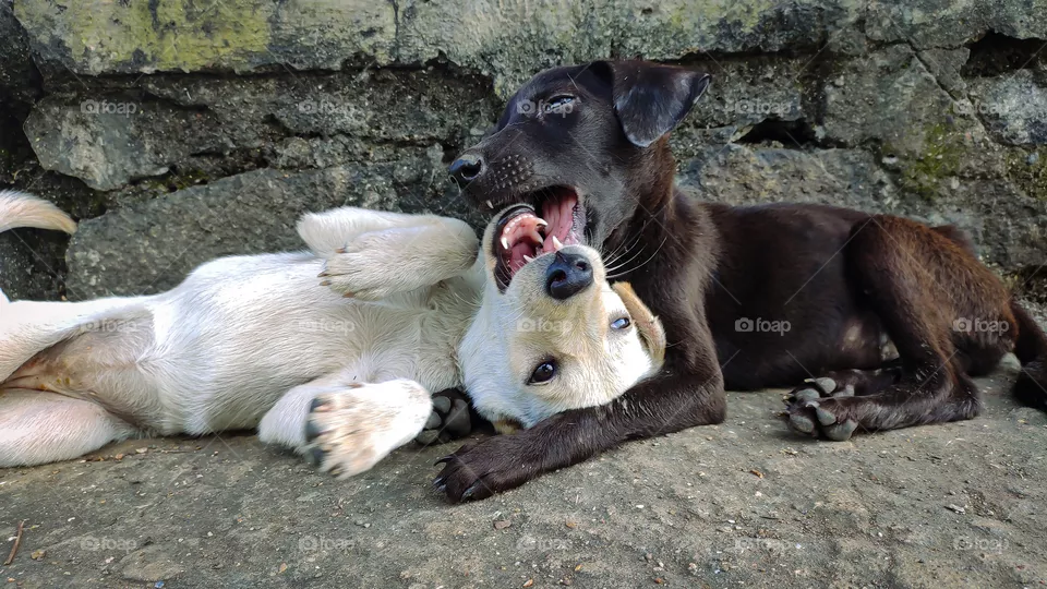 Black puppy and white puppy playing.