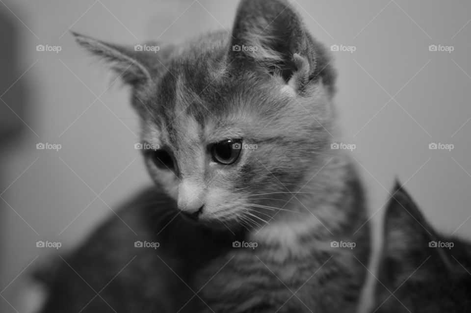 kitten grey 
