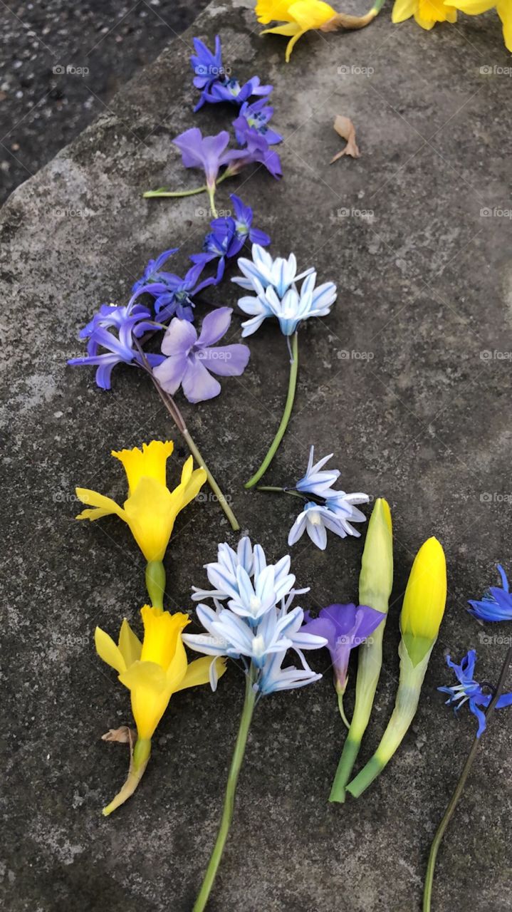 My kids were playing with flowers they picked in the yard.  