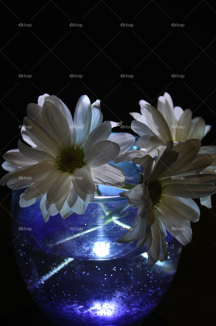 Flowers in the blue light 