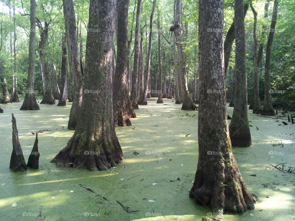 Swamp in Mississippi near the Pearl River