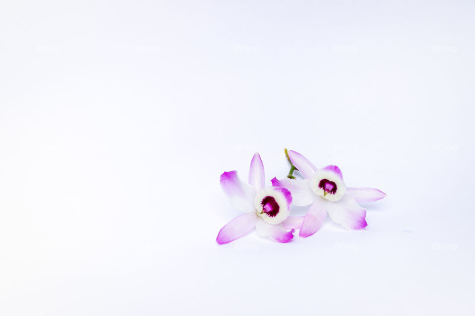 Two orchid flowers in white background.