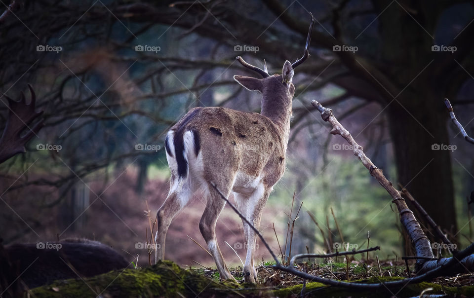 Deer in Richmond Park, London