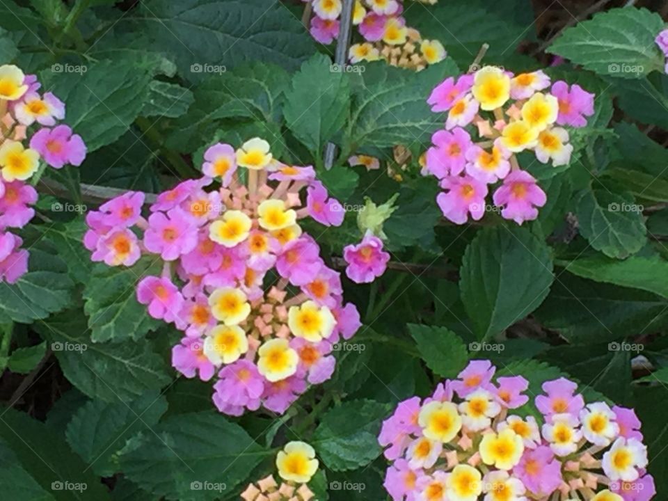 Lantana