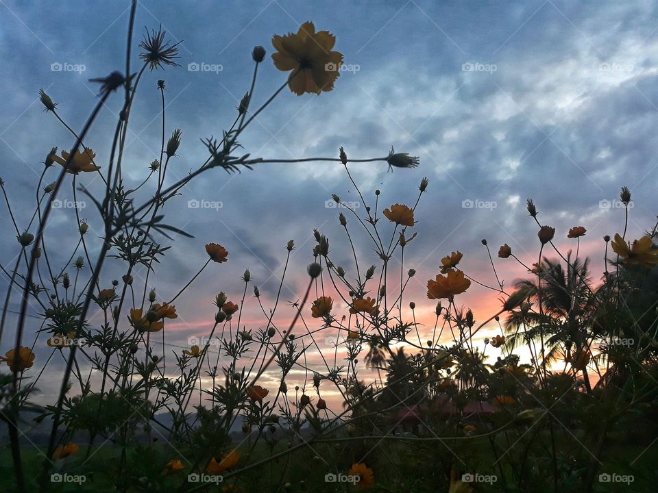 flowery sunset