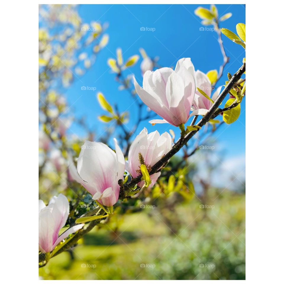 Flowers in may 