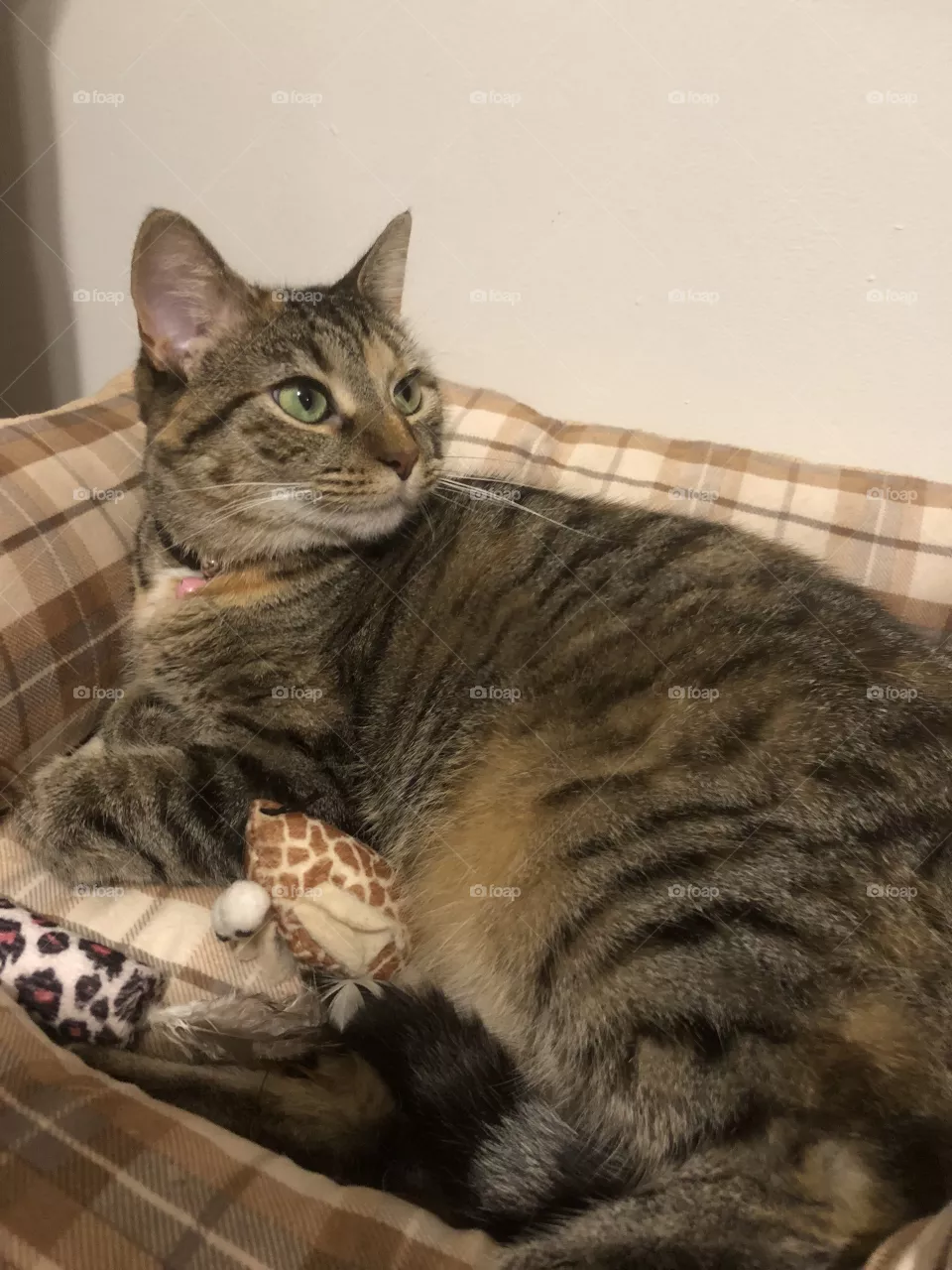 Cat profile 