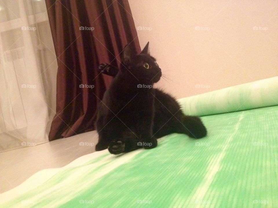 Yoga cat on a yoga mat 