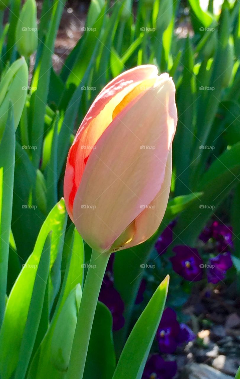 Backlit bud