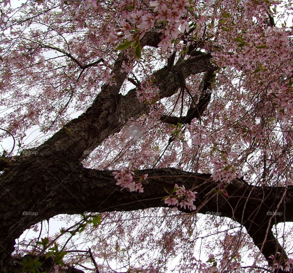 Looking up into a beautiful tree of pink and white blossoms 