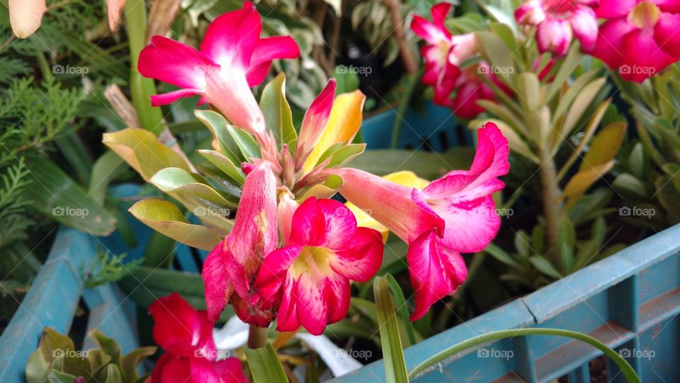 Todas as plantas cooperam para o bem-estar.