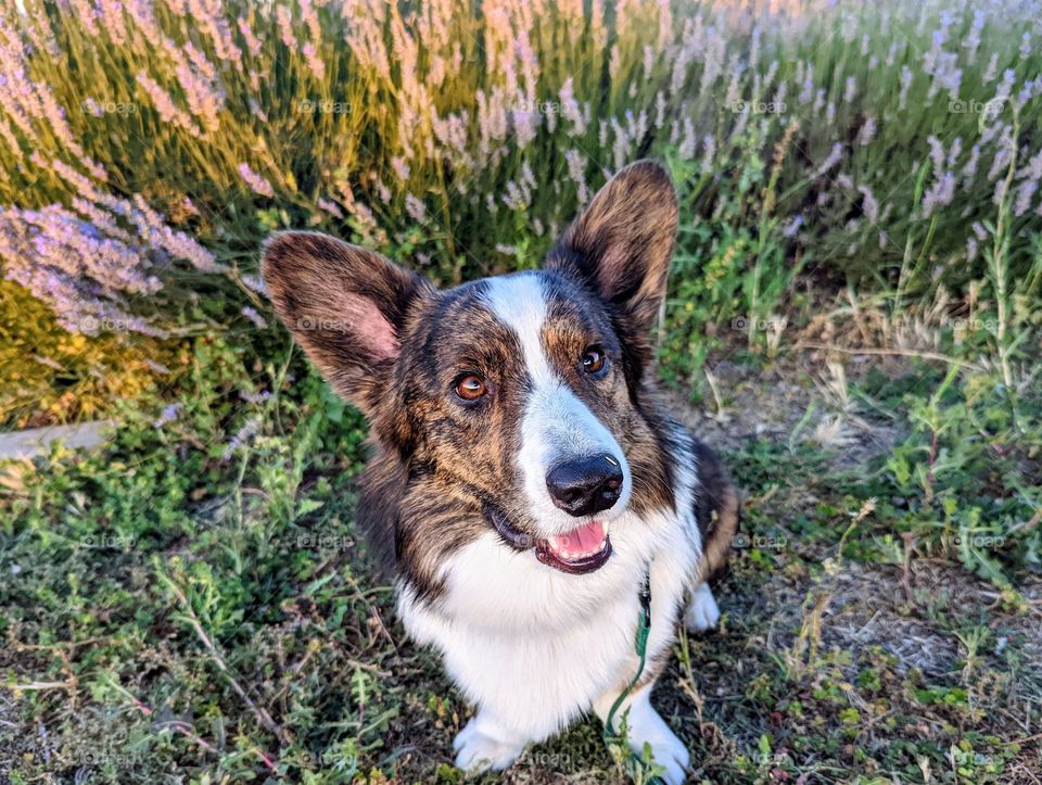 Corgi dog in lavender fields. Cardigan Welsh Corgi