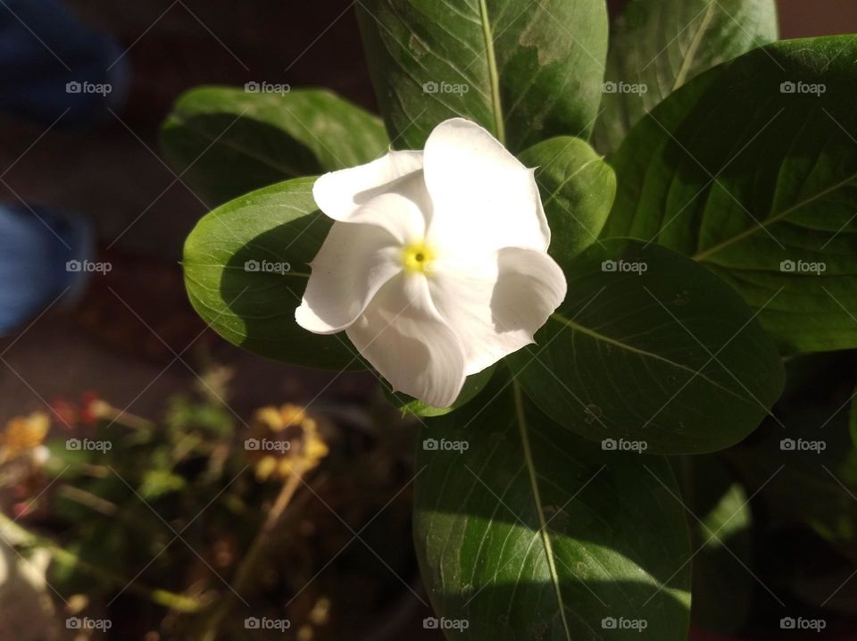 periwinkle white flower looks very beautiful generally found everywhere fresh seasonal