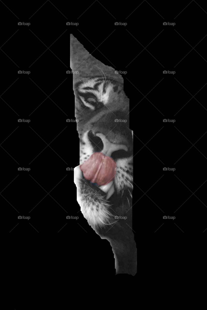 artistic image of a tiger licking his lips at the camera