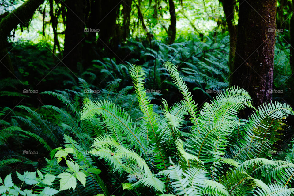 Lush green ferns in the rainforest.