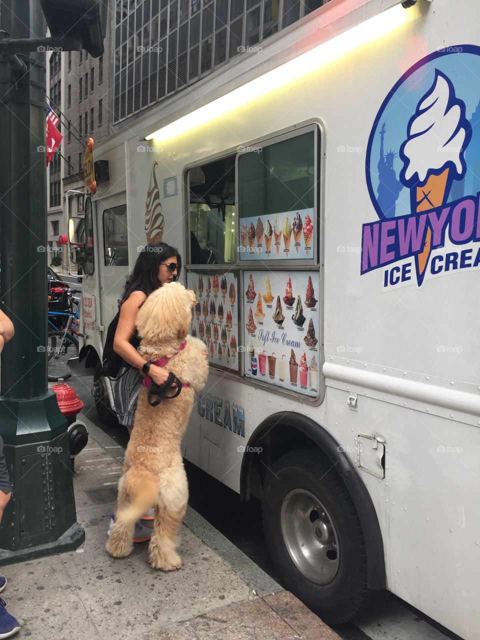 Dog ordering ice cream in NYC