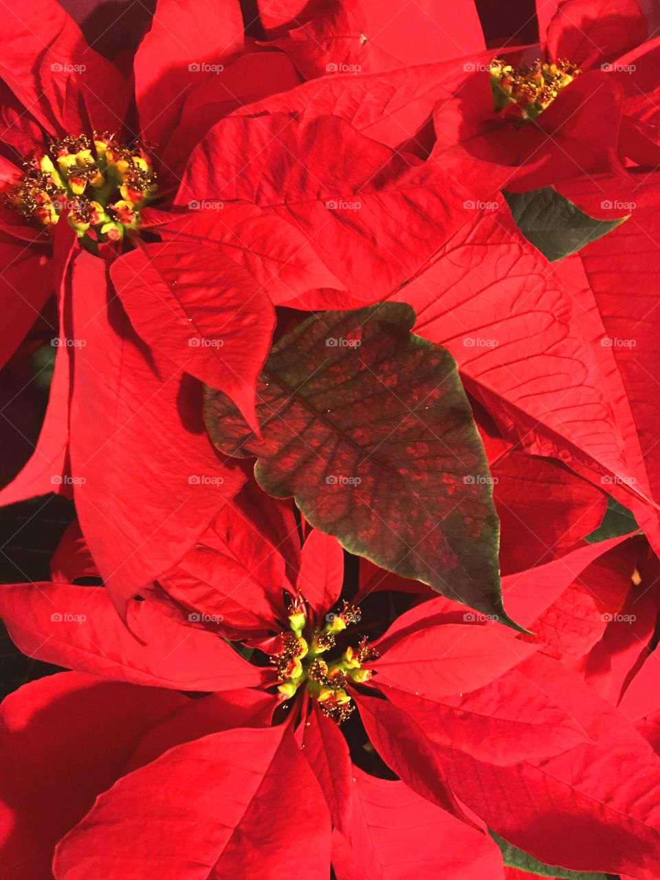 Poinsettia plant